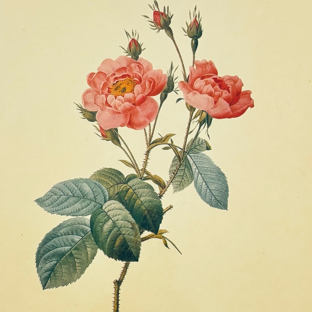 Set of 2 Vintage Pierre Joseph Redouté Rose Prints - Wood Mounted - Pre-Owned